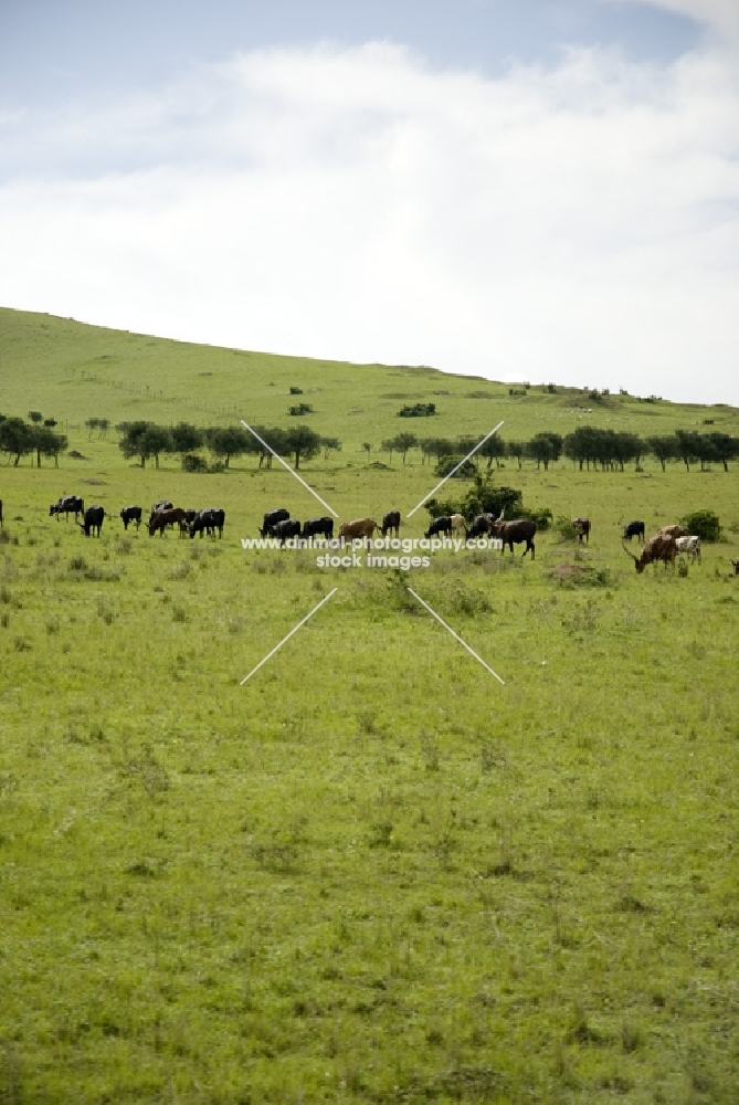 ankole cattle grazing