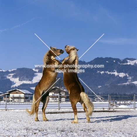 two Haflingers prancing together in  play fight 