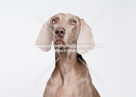 Weimaraner in studio.