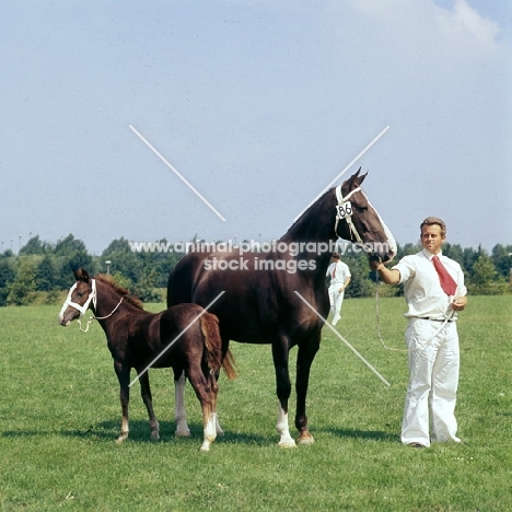 Gelderland mare with foal at foot with handler at Bilthoven  Holland