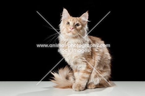 Maine Coon cat sitting, resting and looking at camera