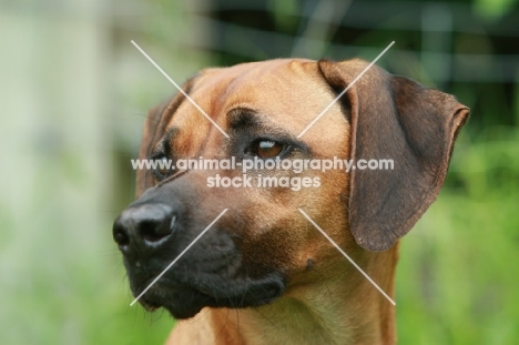 Rhodesian Ridgeback looking away