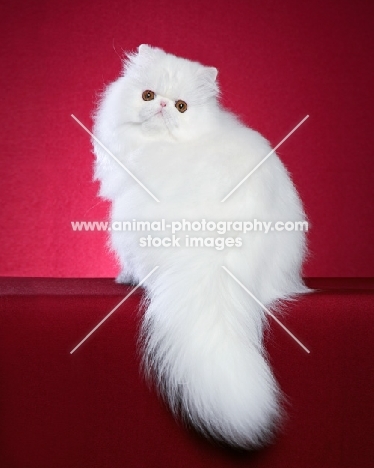 white Persian