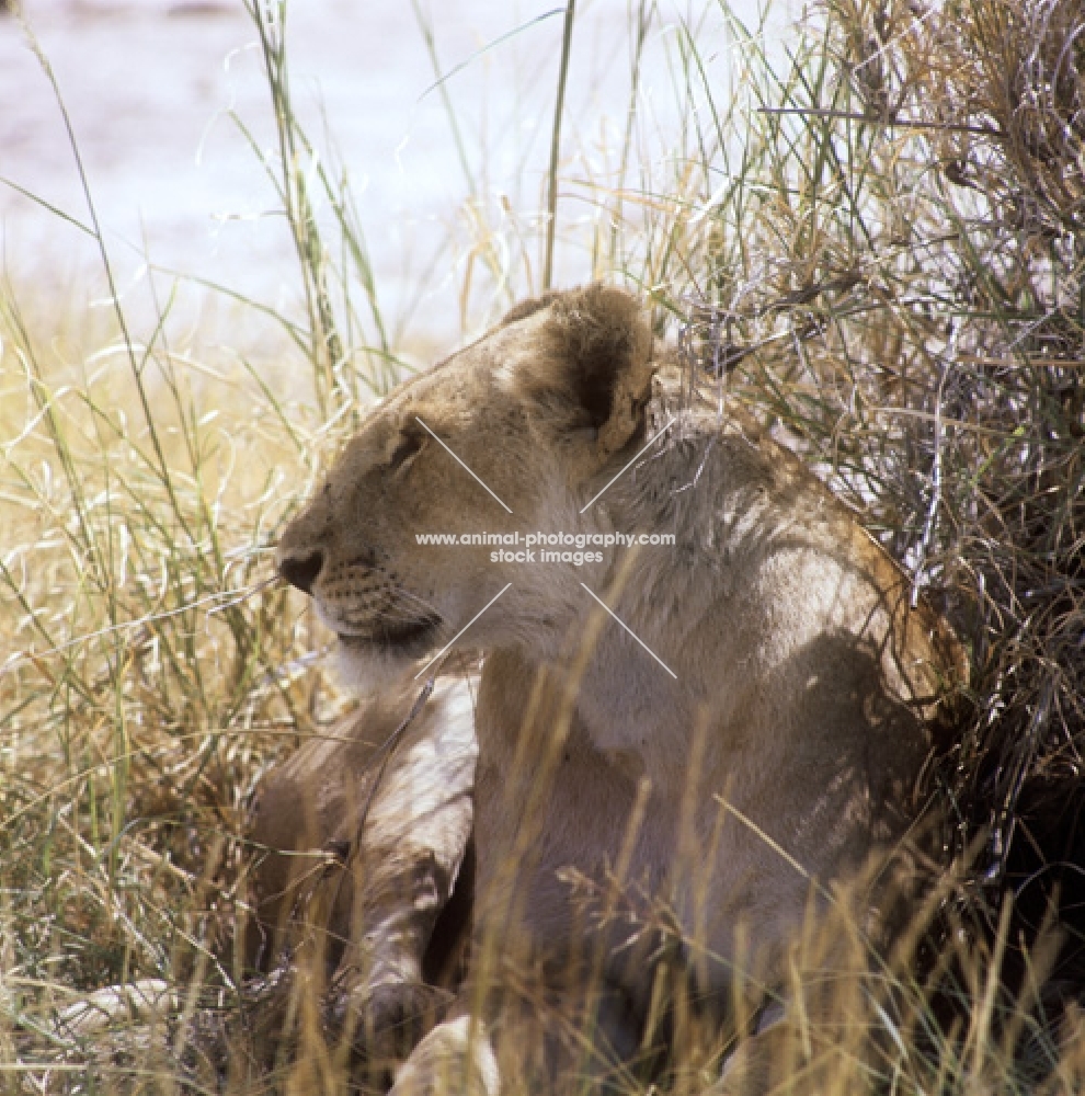 lioness resting in amboseli national  park africa