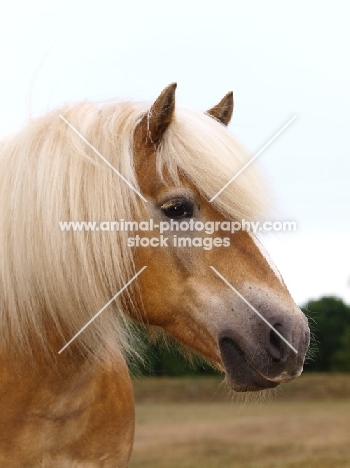 Haflinger