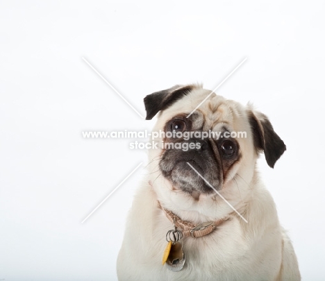 pug wearing name tag