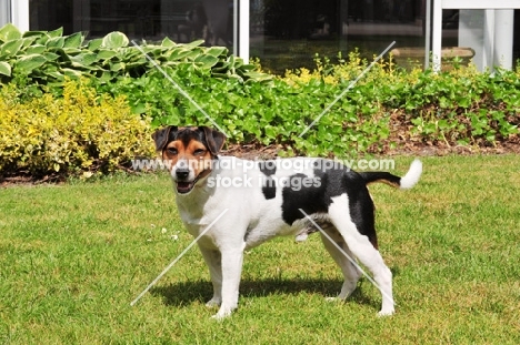 danish swedish farmdog in garden