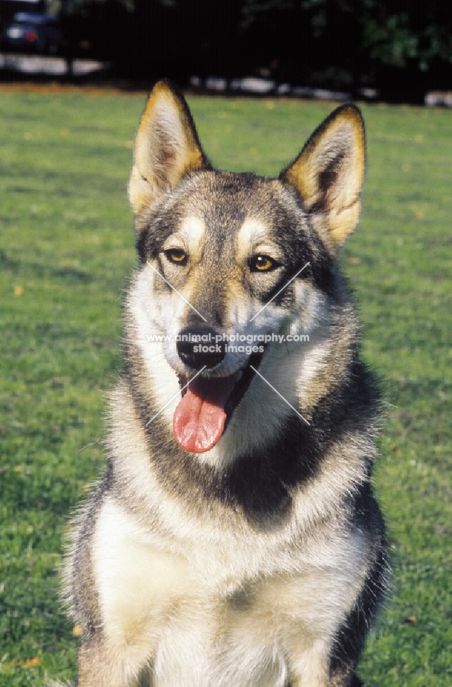 West Siberian Laika portrait, (Zapadno Sibirska Laika)