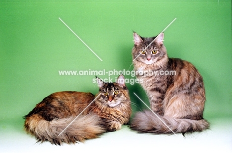 Red tortie Silver Maine Coon, with a blue tortie Maine Coon