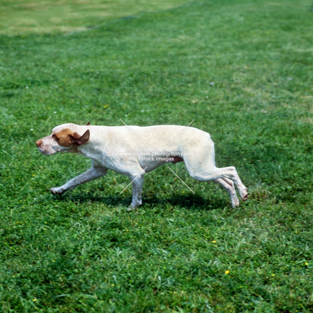 braque de bourbonnais running on grass