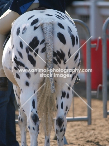 Appaloosa, plaited tail