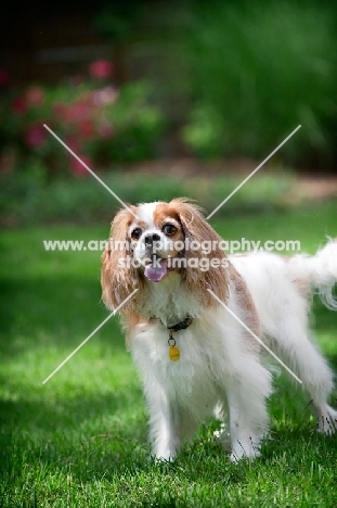 cavalier king charles spaniel standing in grass
