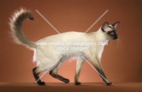 seal point Balinese cat, side view