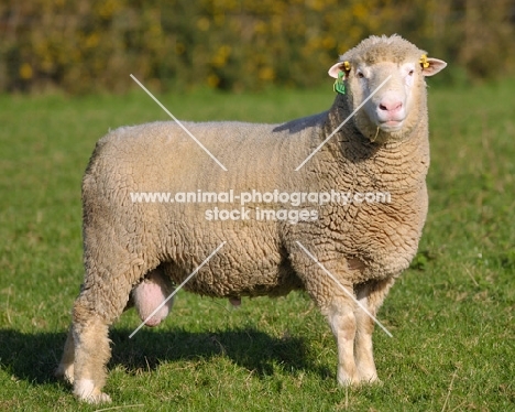 poll dorset ram