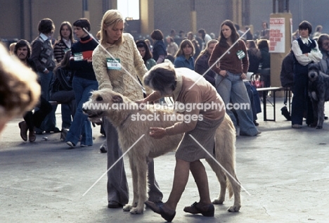 judging at crufts 1978, irish wolfhound ring