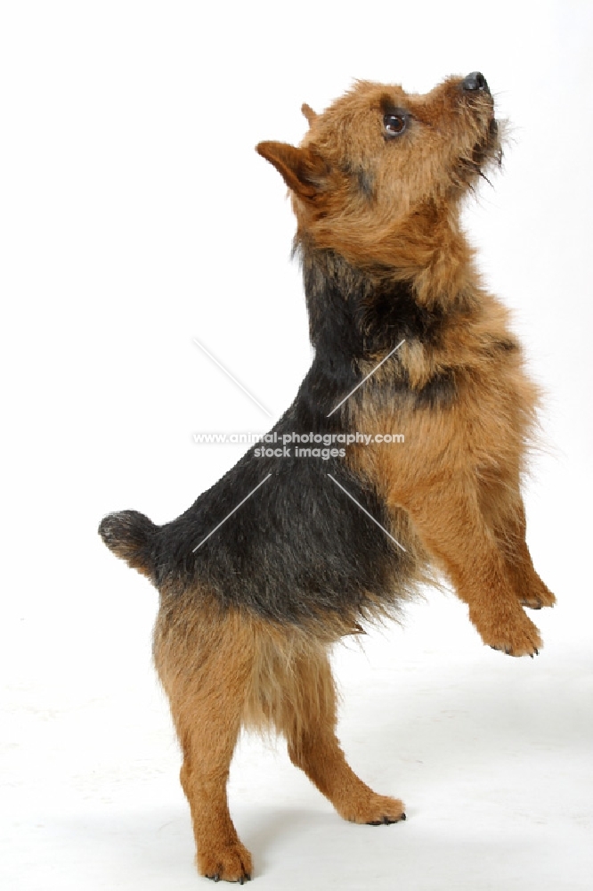 Norwich Terrier jumping up on white background