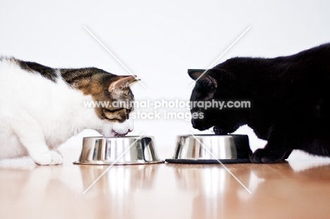 Two cats eating