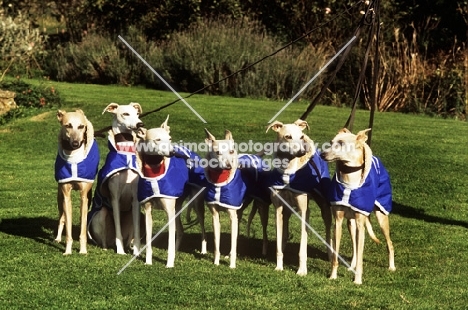 group of six racing whippets in coats