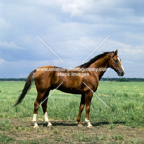 Srachok, Don stallion full body 