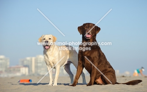cream and chocolate Labrador Retriever on beach
