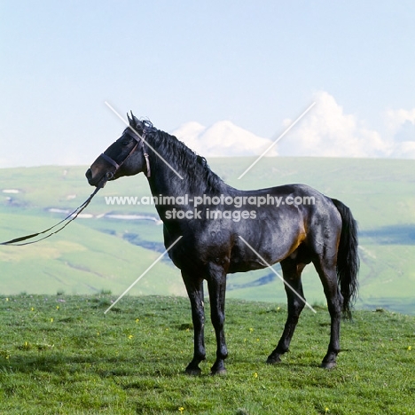 Arbich, Kabardine stallion in Caucasus mountains, mount elbruz in background