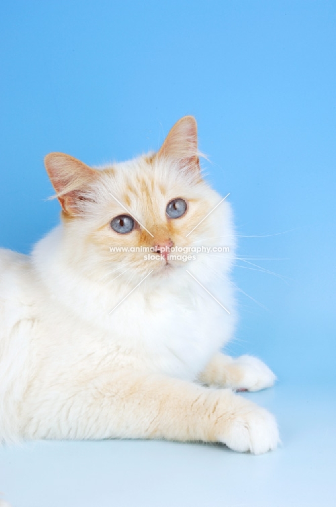 red point birman lying down on blue background