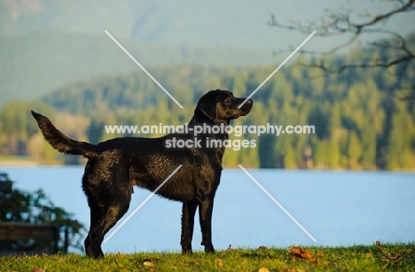 black Labrador Retriever in beautiful landscape