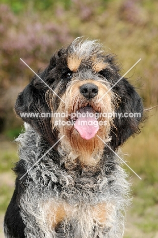 Griffon Bleu de Gascogne portrait