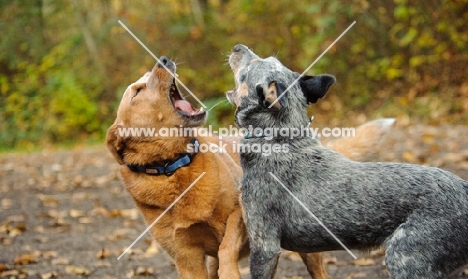 Australian Cattle Dogs barking at each other