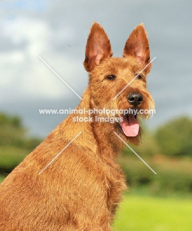 Irish Terrier head study