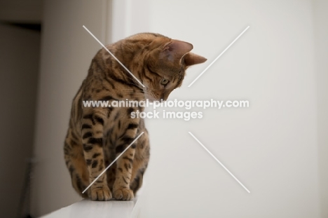 Bengal cat sitting on ledge in home against white background