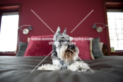 Salt and pepper Miniature Schnauzer on bed with legs splayed.
