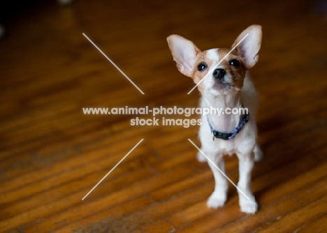 cute Toy Fox Terrier puppy on wooden floor