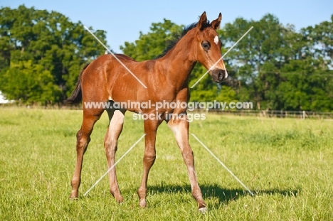 quarter horse foal