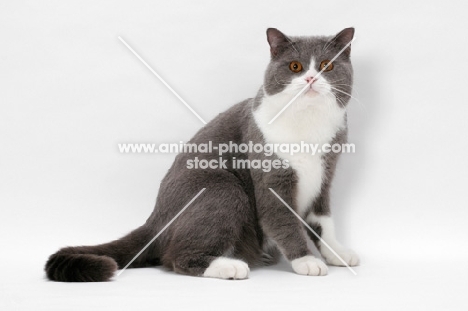 blue white British Shorthair on white background, sitting down