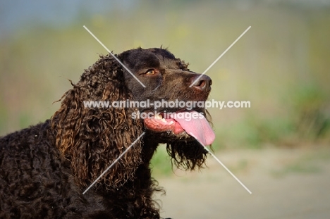 American Water Spaniel