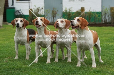 group of four beagles