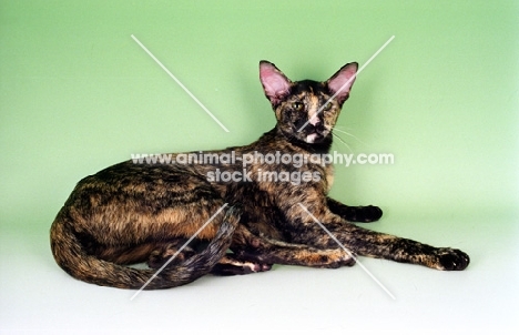 tortie Oriental Shorthair cat lying on green background