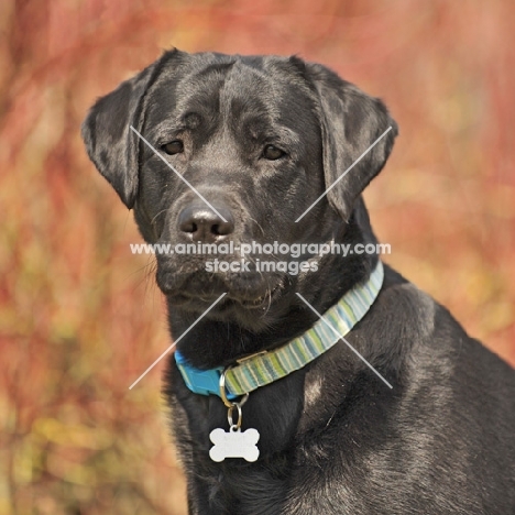 Labrador Retriever head shot looking towards camera with collar