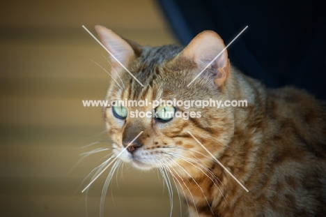 Portrait of bengal male cat, champion Guru Nuvolari