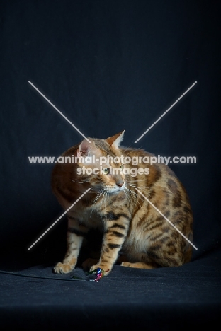 Champion Svedbergakulle Goliath, studio shot on black background