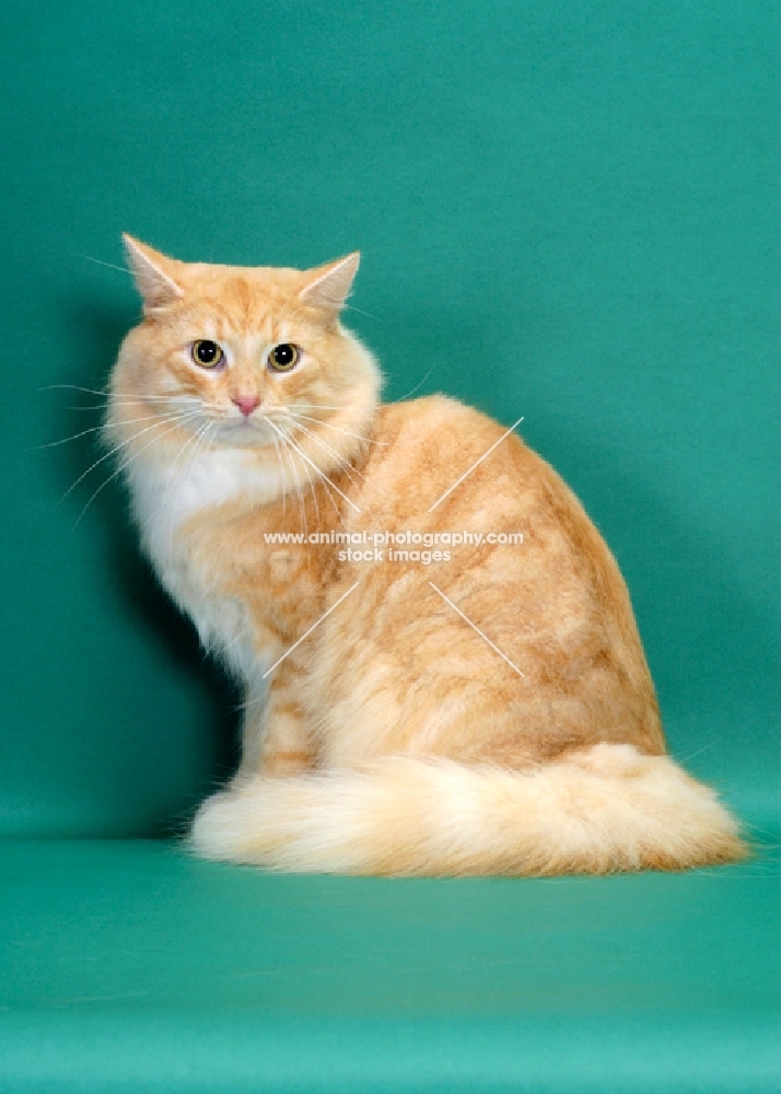 Red Silver Mackerel Tabby & White Norwegian Forest Cat, sitting on green background