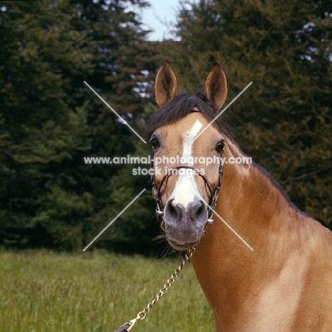 zaman, karabakh stallion owned by the Queen, presented to her by the soviet government