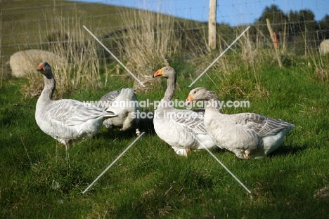 group of Steinbacher geese
