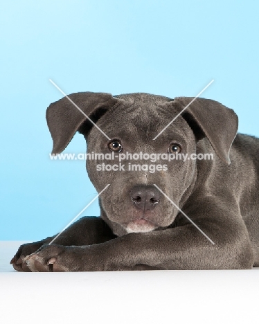 young American Staffordshire Terrier on blue background