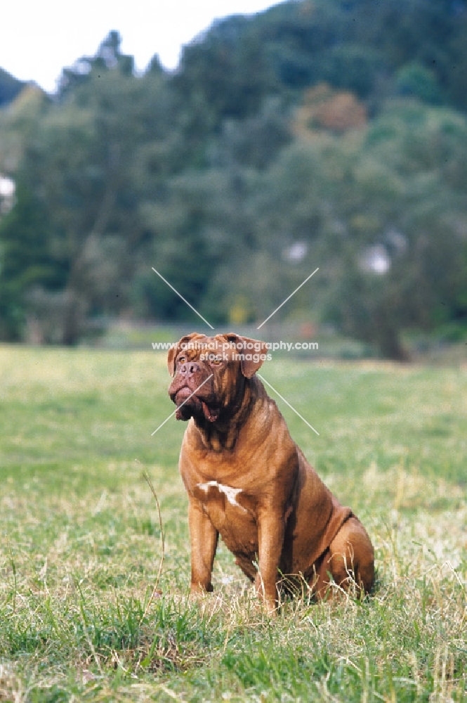 Dogue de Bordeaux sitting in a field