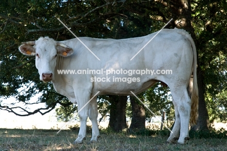 blonde d'aquitaine side view