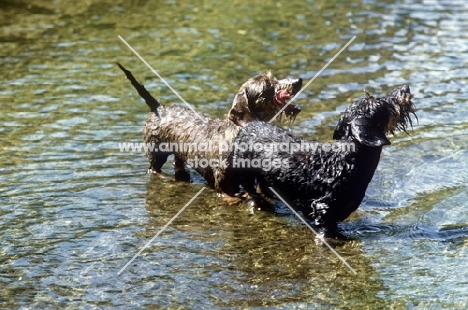two champion miniature wirehaired dachshunds in a stream 