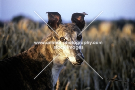 retired rescued greyhound in a cornfield