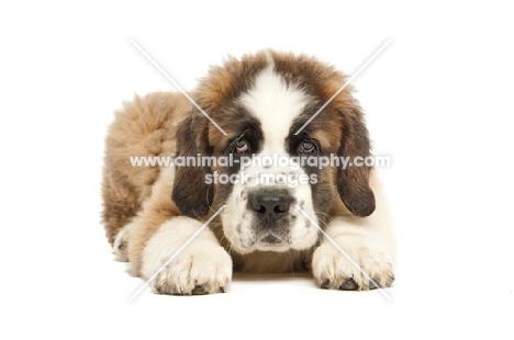 young Saint Bernard pup lying down